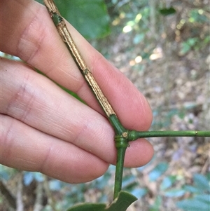 Archidendron hendersonii at Smithfield, QLD - 13 Aug 2024