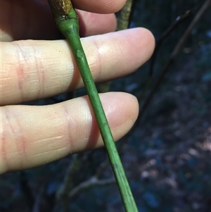 Archidendron hendersonii at Smithfield, QLD - 13 Aug 2024