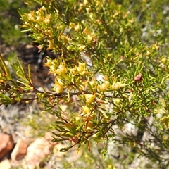 Unidentified Other Shrub at Kalbarri National Park, WA - 26 Oct 2024 by HelenCross