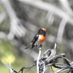 Petroica goodenovii (Red-capped Robin) at Kalbarri National Park, WA - 26 Oct 2024 by HelenCross