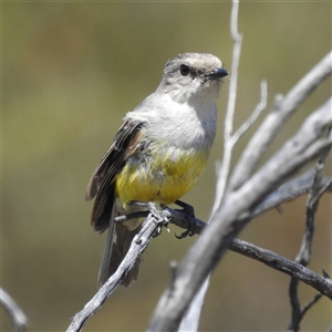 Eopsaltria griseogularis at Kalbarri National Park, WA - 26 Oct 2024