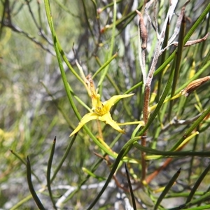 Unidentified Other Shrub at Kalbarri National Park, WA by HelenCross