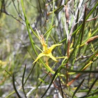 Unverified Other Shrub at Kalbarri National Park, WA - 26 Oct 2024 by HelenCross