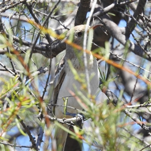 Certhionyx variegatus at Kalbarri National Park, WA - 26 Oct 2024