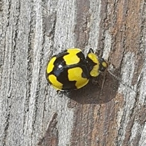 Illeis galbula (Fungus-eating Ladybird) at Shark Creek, NSW by topwood