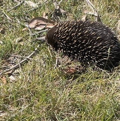 Tachyglossus aculeatus (Short-beaked Echidna) at Bendoura, NSW - 28 Oct 2024 by JaneR