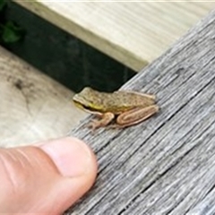 Litoria fallax (Eastern Dwarf Tree Frog) at Shark Creek, NSW - 28 Oct 2024 by Topwood