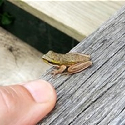 Litoria fallax (Eastern Dwarf Tree Frog) at Shark Creek, NSW - 28 Oct 2024 by Topwood