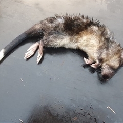 Hydromys chrysogaster (Rakali or Water Rat) at Tyndale, NSW - 28 Oct 2024 by topwood