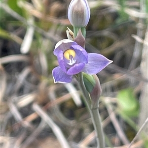 Thelymitra brevifolia at Bendoura, NSW - 28 Oct 2024