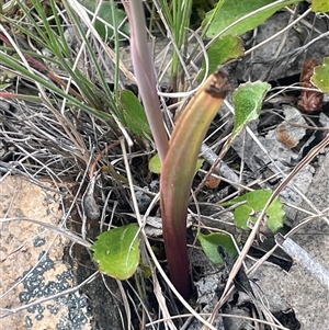 Thelymitra brevifolia at Bendoura, NSW - 28 Oct 2024