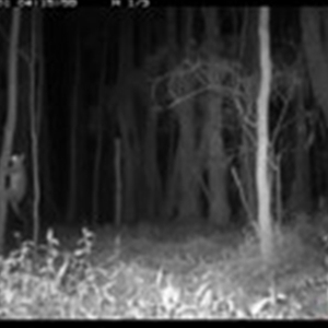 Trichosurus vulpecula (Common Brushtail Possum) at Tyndale, NSW by topwood