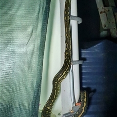 Morelia spilota (Carpet Python) by Topwood