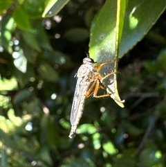 Asilinae sp. (subfamily) (Unidentified asiline Robberfly) at Aranda, ACT - 28 Oct 2024 by Jubeyjubes