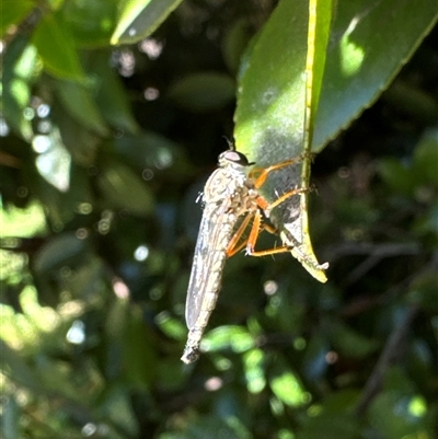 Asilinae sp. (subfamily) (Unidentified asiline Robberfly) at Aranda, ACT - 28 Oct 2024 by Jubeyjubes