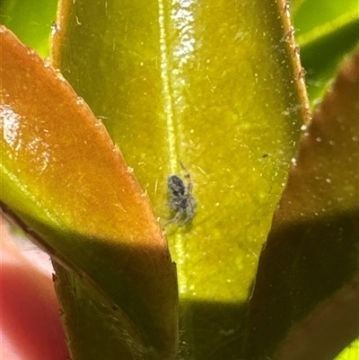 Araneae (order) (Unidentified spider) at Aranda, ACT - 28 Oct 2024 by Jubeyjubes
