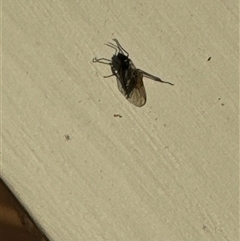 Nematocera sp. (suborder) (Unidentified 'nematoceran' fly) at Aranda, ACT - 28 Oct 2024 by Jubeyjubes