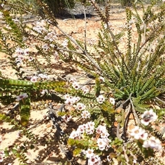 Unidentified Other Shrub at Kalbarri National Park, WA - 26 Oct 2024 by HelenCross