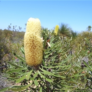 Banksia sp. at Kalbarri National Park, WA by HelenCross