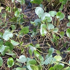 Ornduffia reniformis (Running Marsh-flower) at Bendoura, NSW - 28 Oct 2024 by JaneR