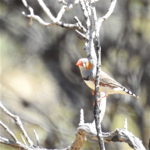 Taeniopygia guttata at Kalbarri National Park, WA - 26 Oct 2024