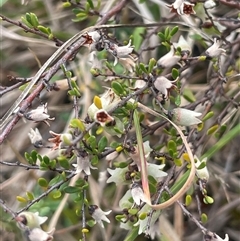 Cryptandra amara (Bitter Cryptandra) at Bendoura, NSW - 28 Oct 2024 by JaneR