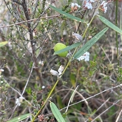 Hovea heterophylla (Common Hovea) at Bendoura, NSW - 28 Oct 2024 by JaneR