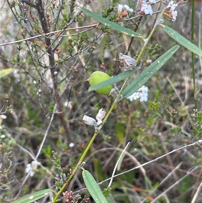 Hovea heterophylla (Common Hovea) at Bendoura, NSW - 28 Oct 2024 by JaneR