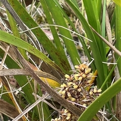 Lomandra longifolia (Spiny-headed Mat-rush, Honey Reed) at Bendoura, NSW - 28 Oct 2024 by JaneR