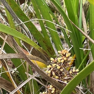 Lomandra longifolia at Bendoura, NSW - 28 Oct 2024