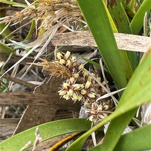 Lomandra longifolia at Bendoura, NSW - 28 Oct 2024