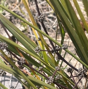 Lomandra multiflora at Bendoura, NSW - 28 Oct 2024