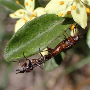 Ectinorhynchus variabilis at Murrumbateman, NSW - 20 Oct 2024