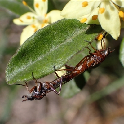 Ectinorhynchus variabilis (A Stiletto Fly) at Murrumbateman, NSW - 20 Oct 2024 by SimoneC