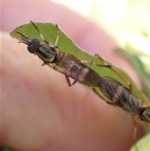 Ectinorhynchus variabilis at Murrumbateman, NSW - 20 Oct 2024 11:21 AM