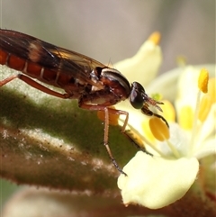 Ectinorhynchus variabilis at Murrumbateman, NSW - 20 Oct 2024