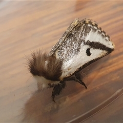 Epicoma melanospila at Yass River, NSW - 27 Oct 2024