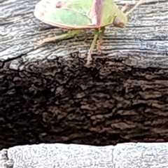 Cuspicona carneola at Woolundunga, SA - 28 Oct 2024 07:43 PM