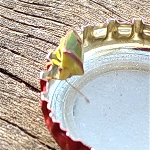 Cuspicona carneola at Woolundunga, SA - 28 Oct 2024 07:43 PM