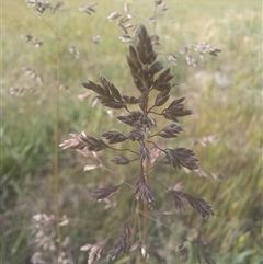 Poa bulbosa (Bulbous Meadow-grass) at Griffith, ACT - 28 Oct 2024 by SRoss