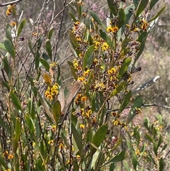 Daviesia mimosoides subsp. mimosoides at Bendoura, NSW - 28 Oct 2024 by JaneR