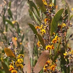 Daviesia mimosoides subsp. mimosoides at Bendoura, NSW - 28 Oct 2024 01:40 PM