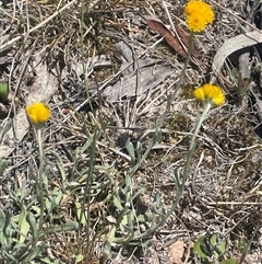 Chrysocephalum apiculatum (Common Everlasting) at Bendoura, NSW - 28 Oct 2024 by JaneR