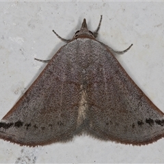 Mataeomera mesotaenia (Large Scale Moth) at Melba, ACT - 27 Oct 2024 by kasiaaus