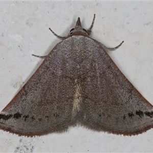 Mataeomera mesotaenia at Melba, ACT - 27 Oct 2024