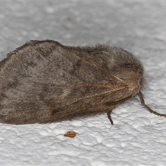 Pernattia pusilla at Melba, ACT - 27 Oct 2024 09:04 PM