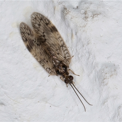 Carobius elongatus (Brown Lacewing) at Melba, ACT - 27 Oct 2024 by kasiaaus