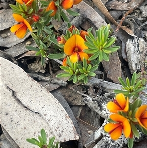 Pultenaea subspicata at Bendoura, NSW - 28 Oct 2024