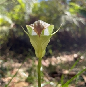 Pterostylis baptistii at Dunbogan, NSW - suppressed