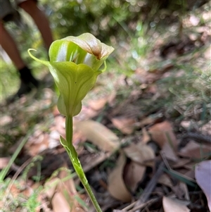 Pterostylis baptistii at Dunbogan, NSW - suppressed